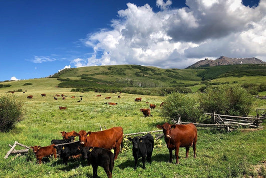 Why is your beef so expensive???