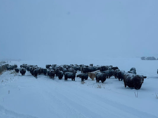 a day in the life...winter feeding