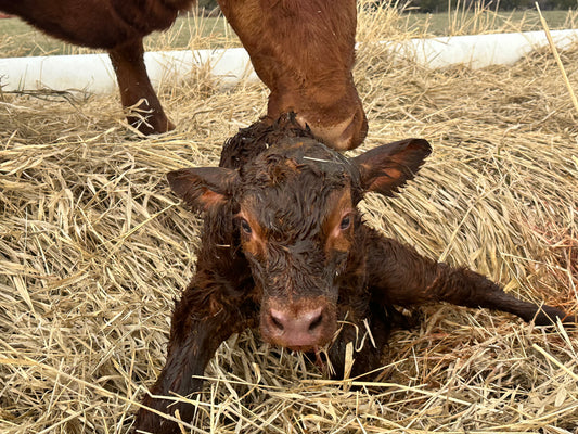 Why 47 family farms are LOST EVERY DAY in the US š¢