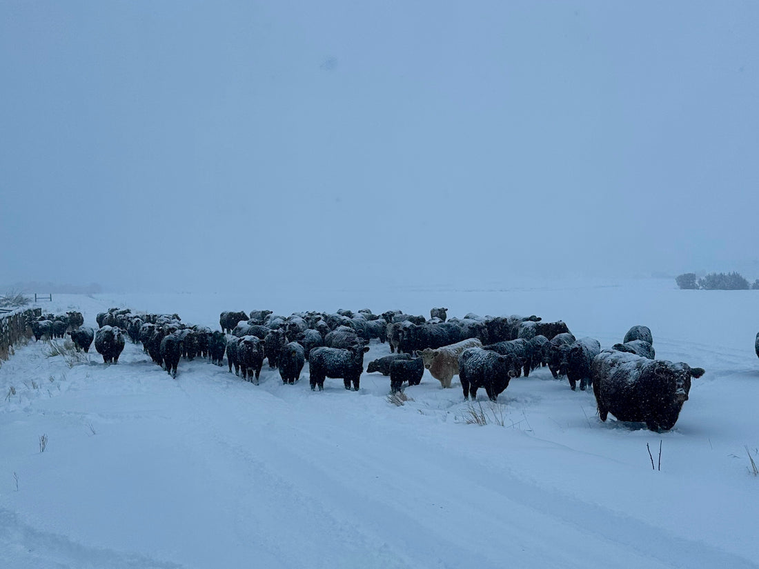 a day in the life...winter feeding